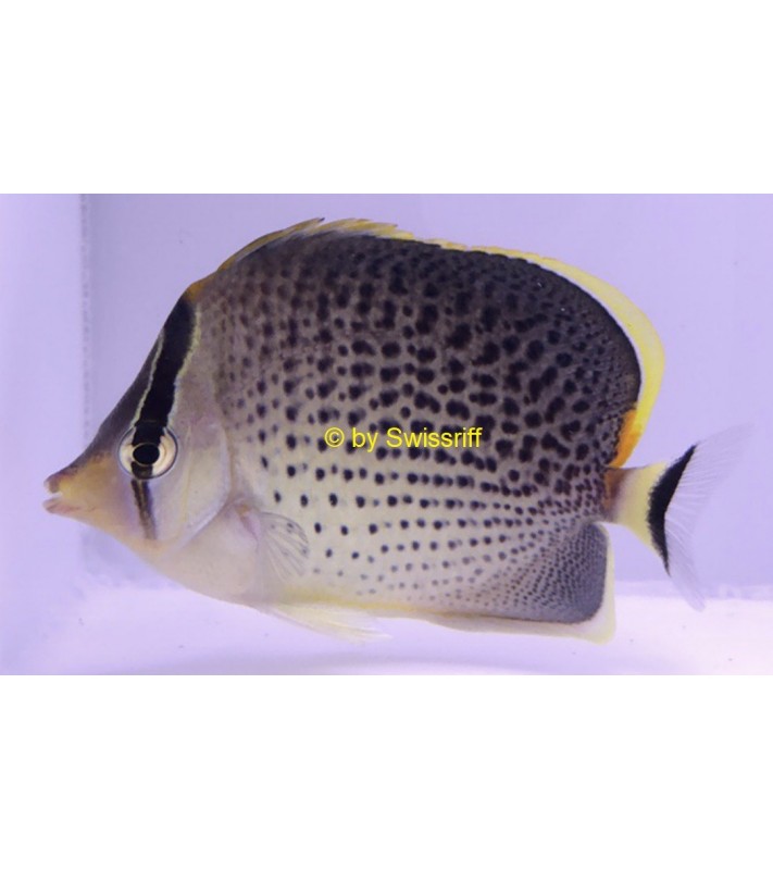 Chaetodon guttatissimus