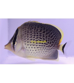Chaetodon guttatissimus