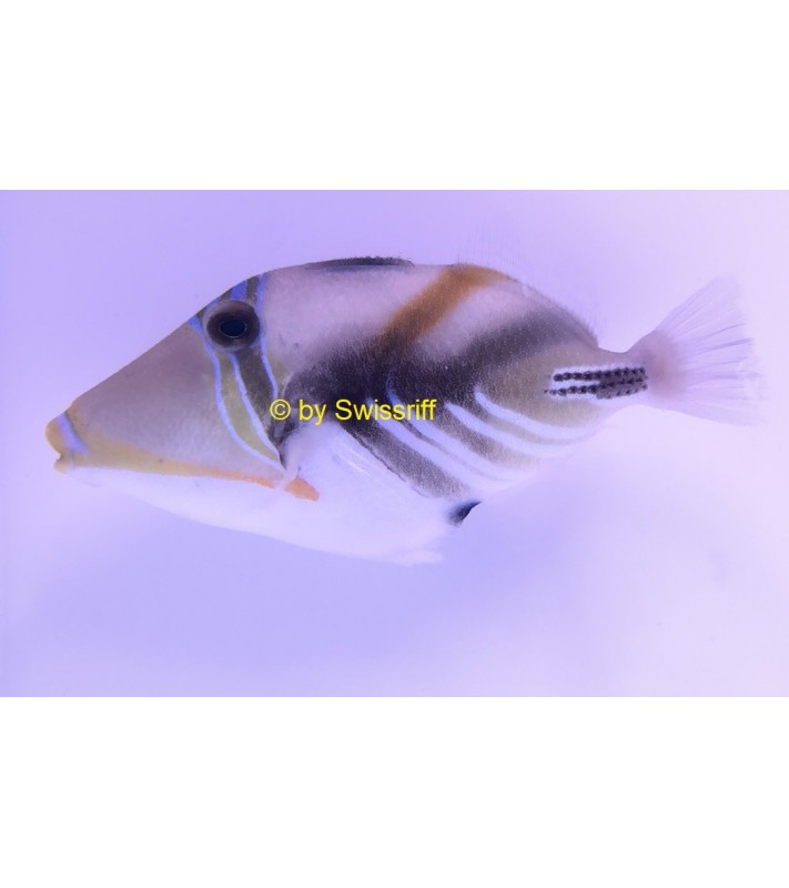 Rhinecanthus aculeatus