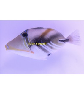 Rhinecanthus aculeatus
