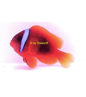 Amphiprion frenatus