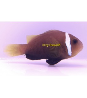 Amphiprion melanopus