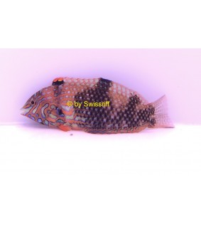 Macropharyngodon ornatus