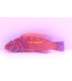 Cirrhilabrus Solorensis