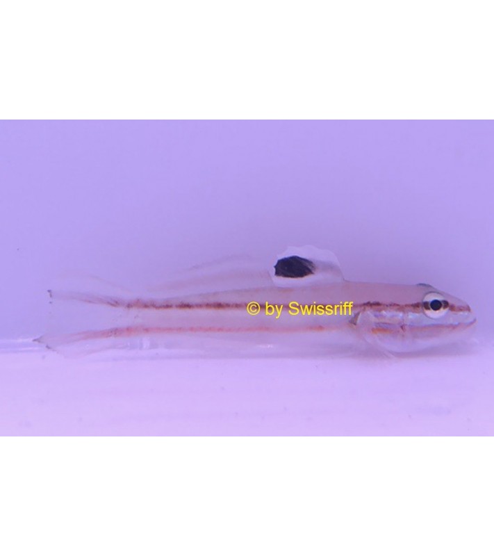 Valenciennea Helsdingenii