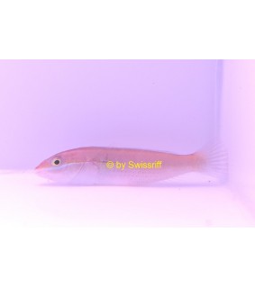 Halichoeres Leucoxanthus