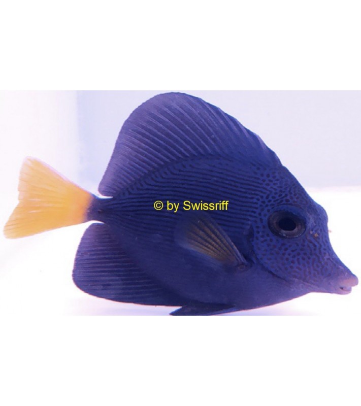 Zebrasoma xanthurum