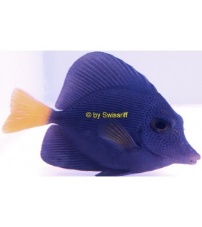 Zebrasoma xanthurum