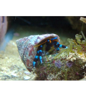 Calcinus elegans