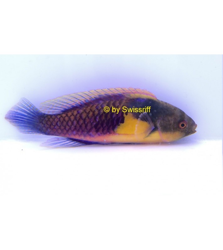 Cirrhilabrus cyanopleura male