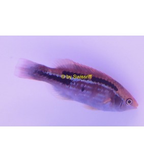 cirrhilabrus lubbocki male