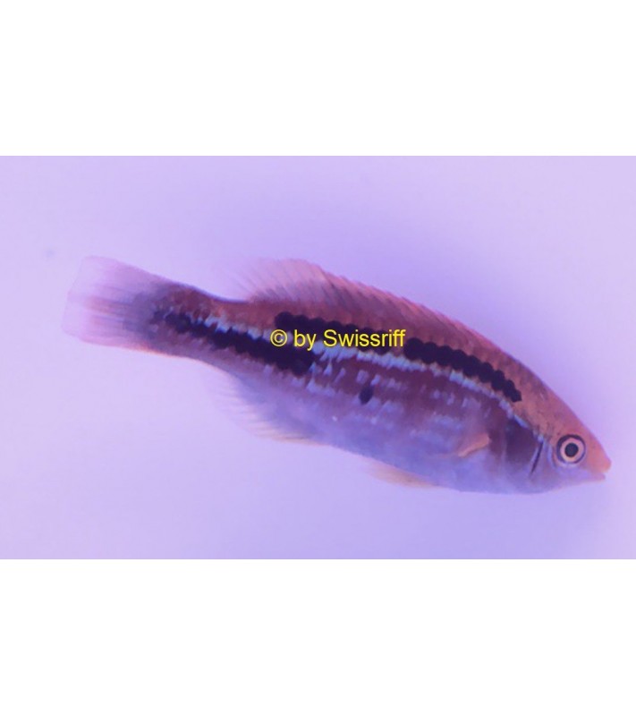 cirrhilabrus lubbocki male