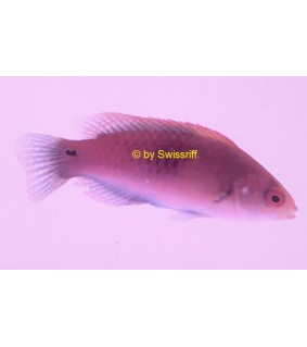 cirrhilabrus lubbocki female