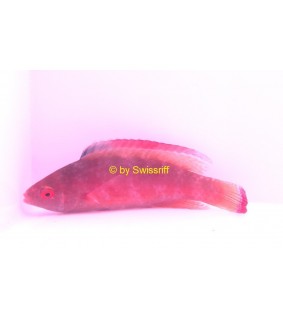Cirrhilabrus Rubrimarginatus