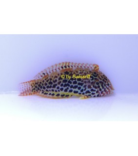 Macropharyngodon meleagris