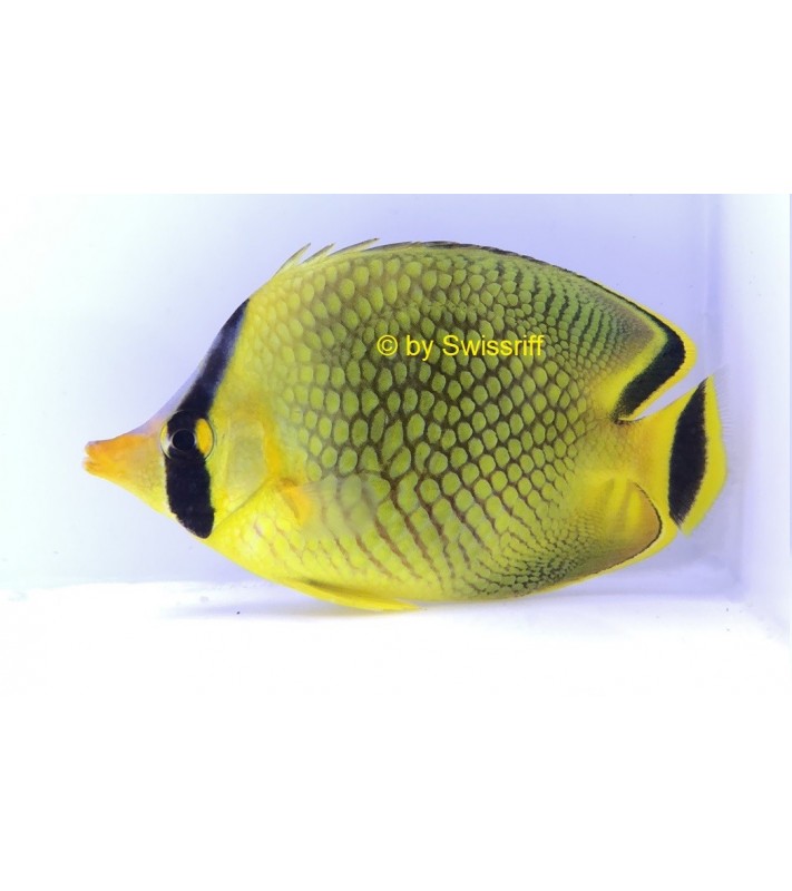 Chaetodon rafflesi