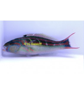 Thalassoma quinquevittatum