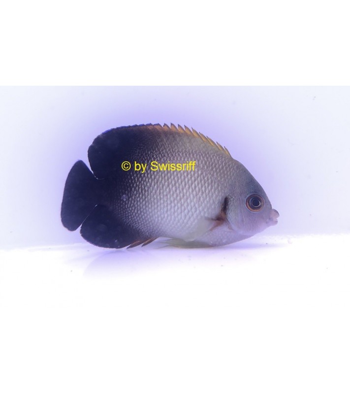 Centropyge Vroliki 