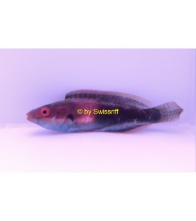 Cirrhilabrus rubrisquamis