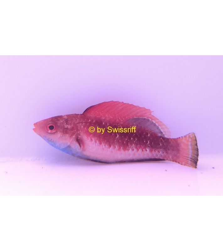 Cirrhilabrus rubripinnis male