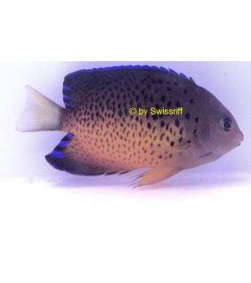 Centropyge ferrugata