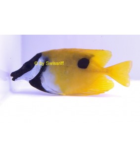 Siganus unimaculatus
