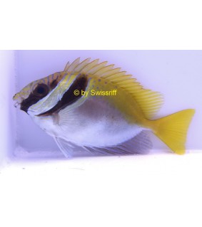 Siganus virgatus