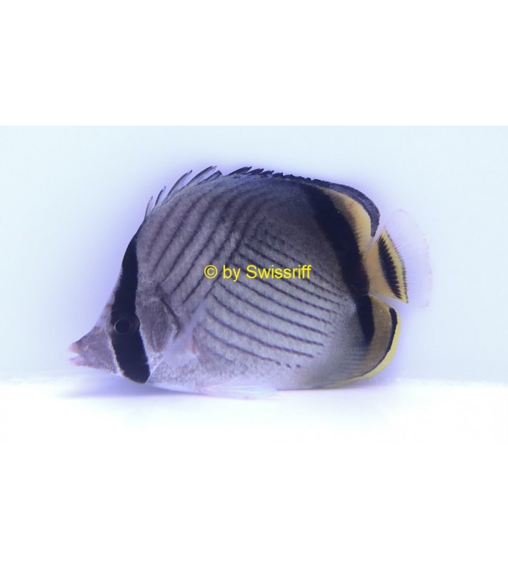 Chaetodon vagabundus