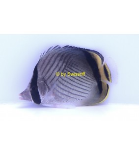 Chaetodon vagabundus