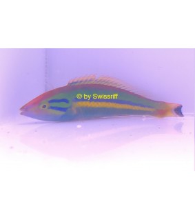 Pseudojuloides cerasinus