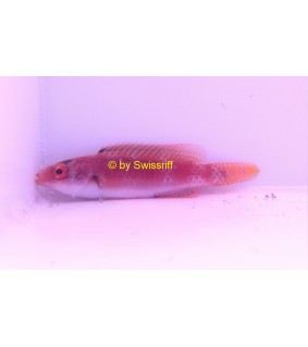 Cirrhilabrus Rubrimarginatus f.