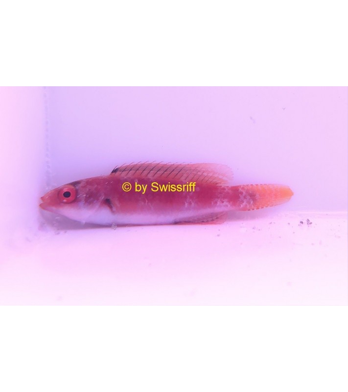 Cirrhilabrus Rubrimarginatus f.