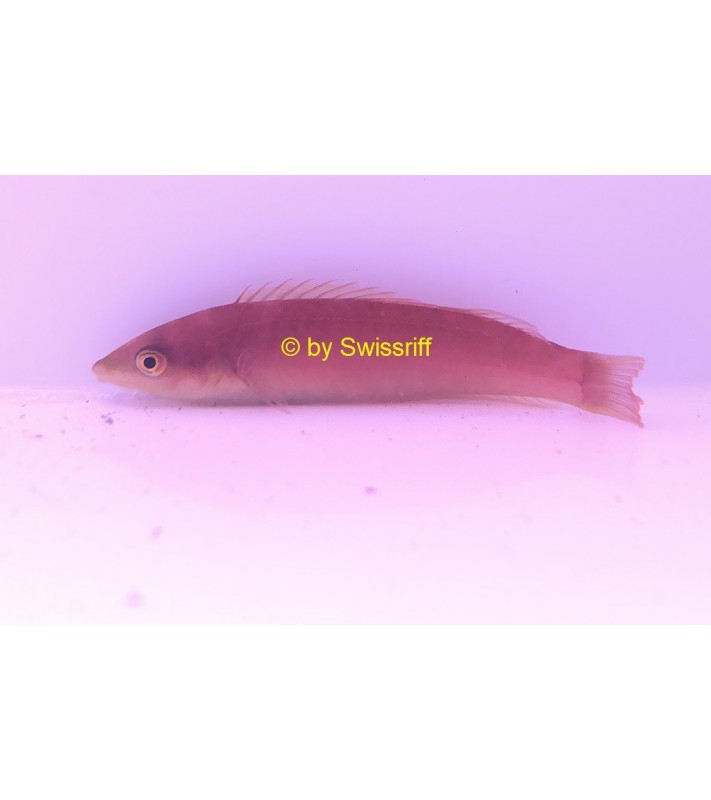 Pseudojuloides cerasinus female