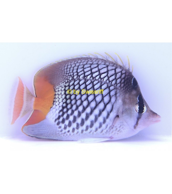 Chaetodon xanthurus