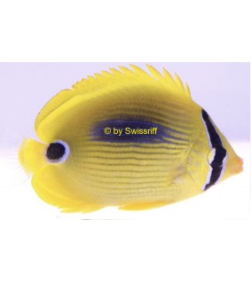 Chaetodon plebeius