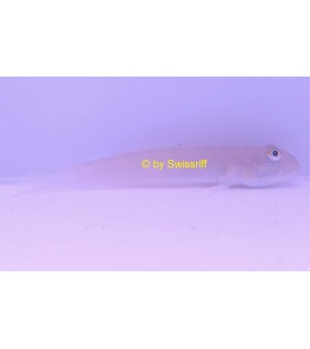 Valenciennea sexguttata