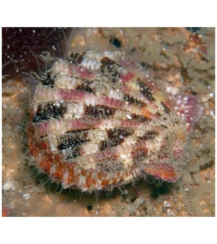 Chlamys pallium