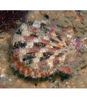Chlamys pallium
