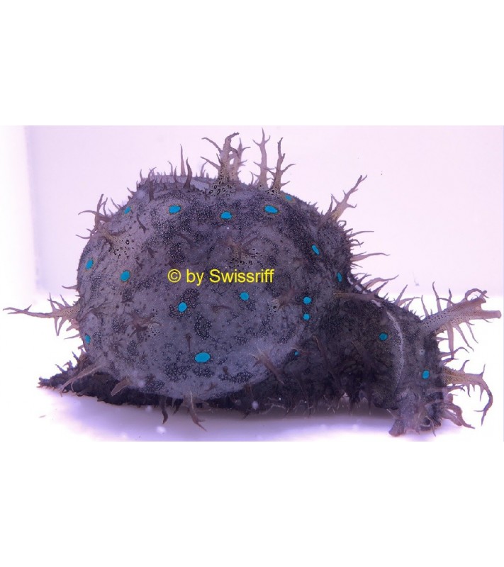 Dolabella auricularia black