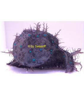 Dolabella auricularia black