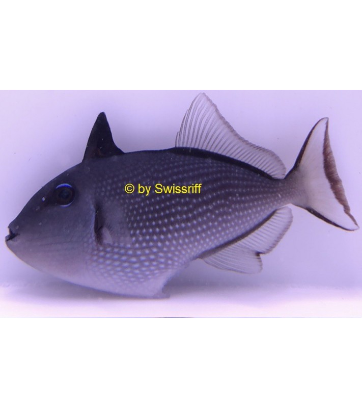 Xanthichthys Auromarginatus F.