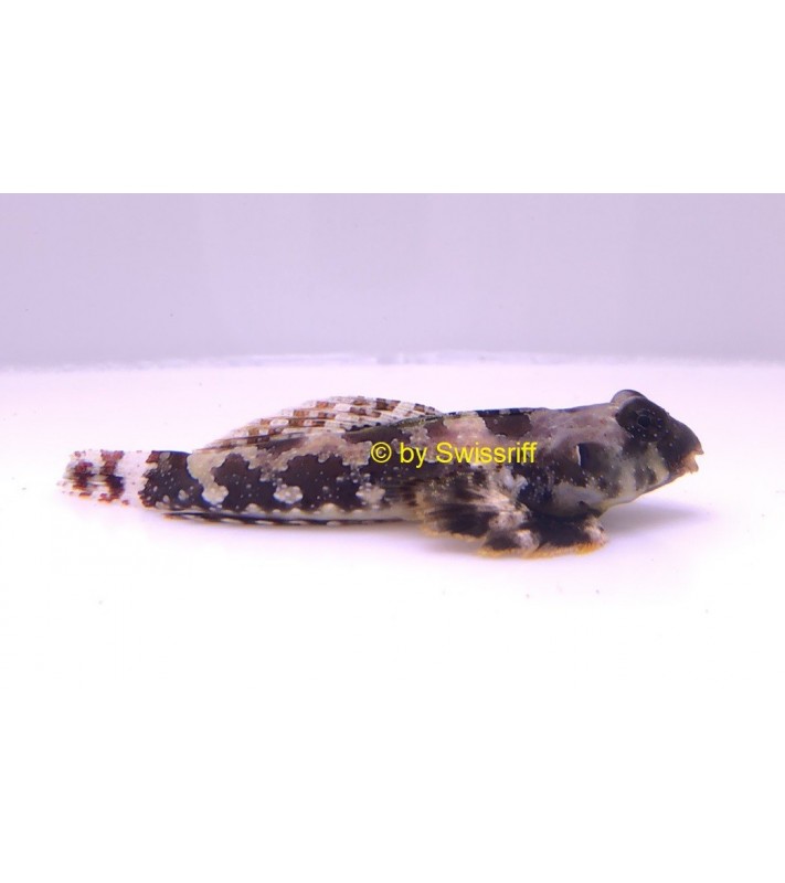 Synchiropus ocellatus