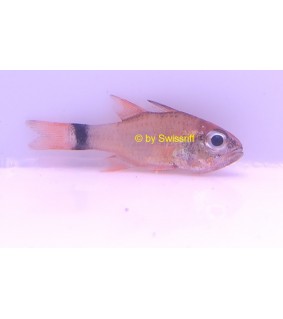 Ostorhinchus fleurieu