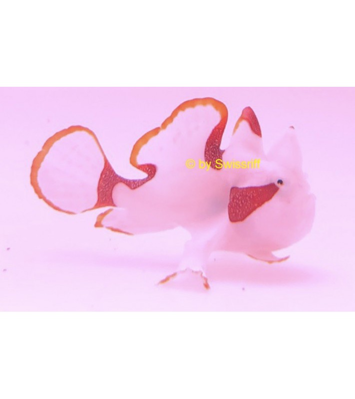 Antennarius maculatus