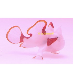 Antennarius maculatus