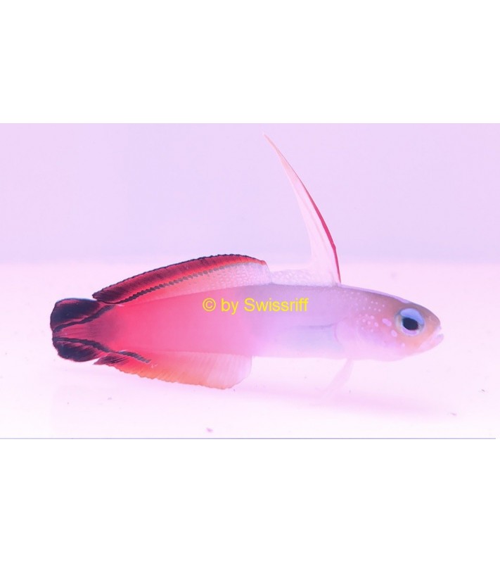 Nemateleotris magnifica