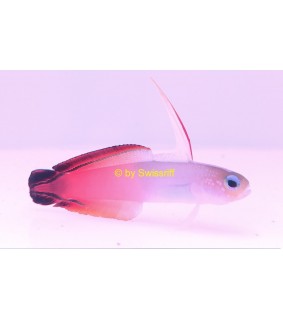 Nemateleotris magnifica