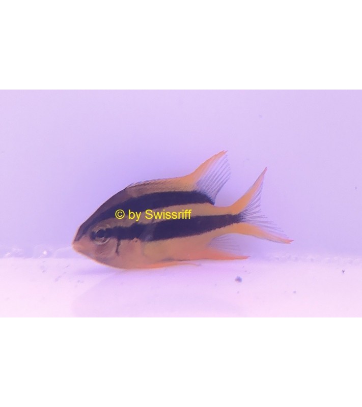Neoglyphidodon Nigroris