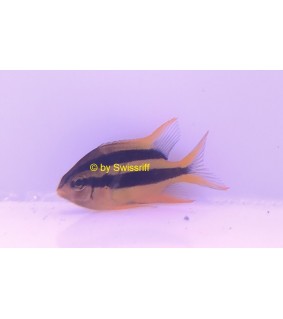 Neoglyphidodon Nigroris