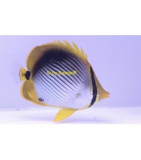 Chaetodon melannotus
